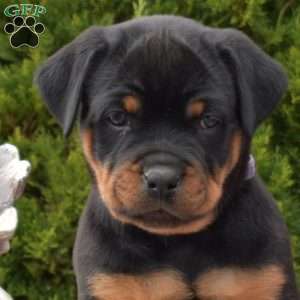 Lexi, Rottweiler Puppy