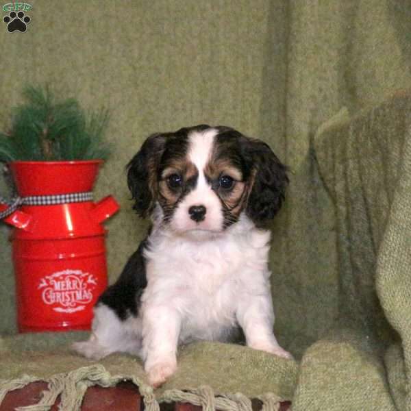 Lexi, Cavalier King Charles Mix Puppy