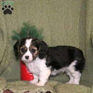 Lexi, Cavalier King Charles Mix Puppy