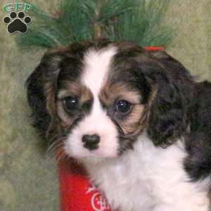 Lexi, Cavalier King Charles Mix Puppy