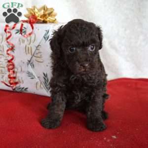 Lexi, Toy Poodle Puppy