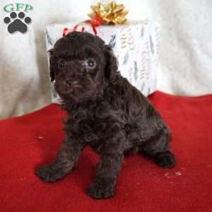 Lexi, Toy Poodle Puppy