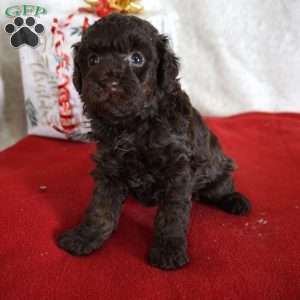 Lexi, Toy Poodle Puppy