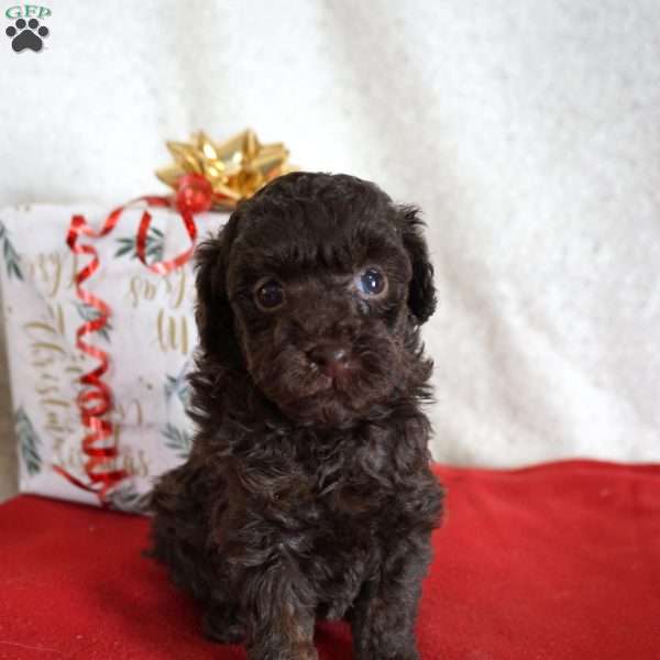Lexi, Toy Poodle Puppy