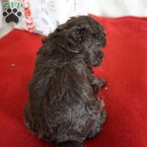 Lexi, Toy Poodle Puppy