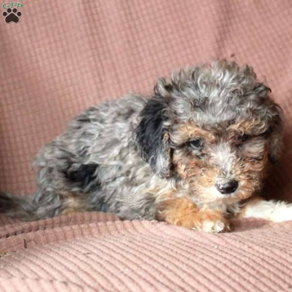 Liam, Mini Goldendoodle Puppy