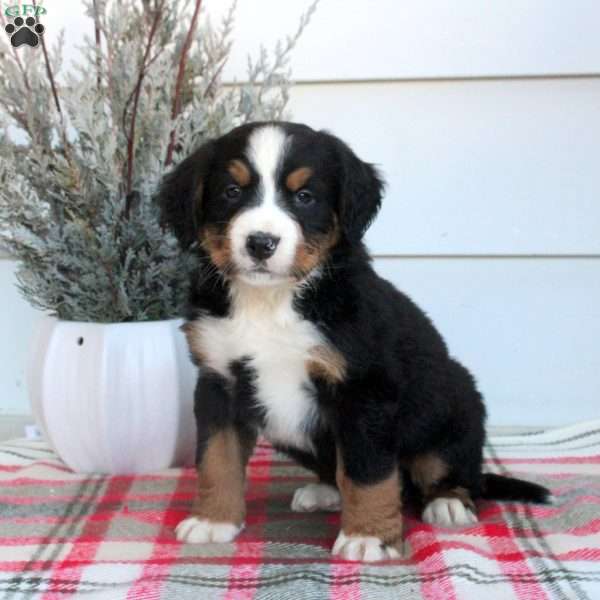 Liam, Bernese Mountain Dog Puppy