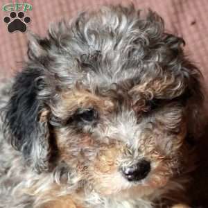 Liam, Mini Goldendoodle Puppy