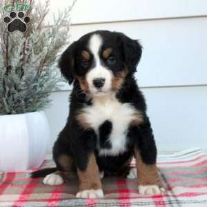 Liam, Bernese Mountain Dog Puppy