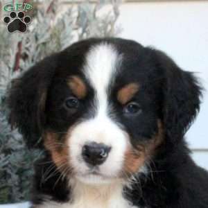Liam, Bernese Mountain Dog Puppy