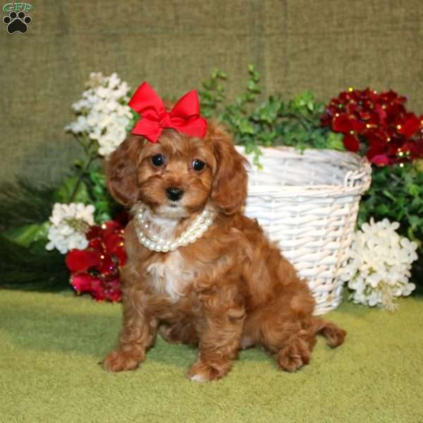 Liana, Cavapoo Puppy