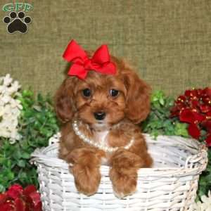 Liana, Cavapoo Puppy