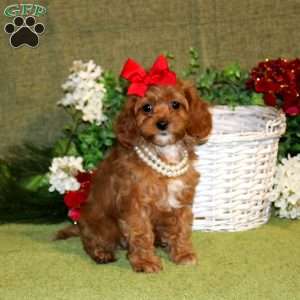 Liana, Cavapoo Puppy