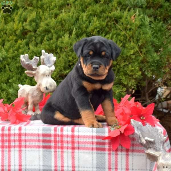 Libby, Rottweiler Puppy
