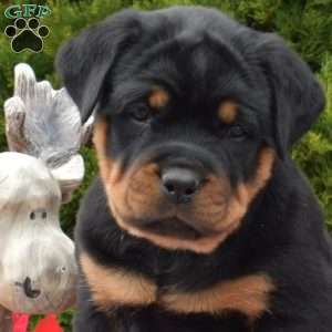 Libby, Rottweiler Puppy