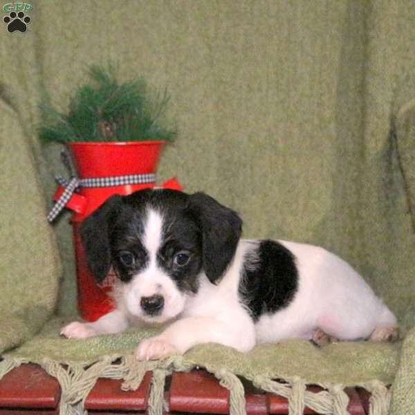 Liberty, Cavalier King Charles Mix Puppy