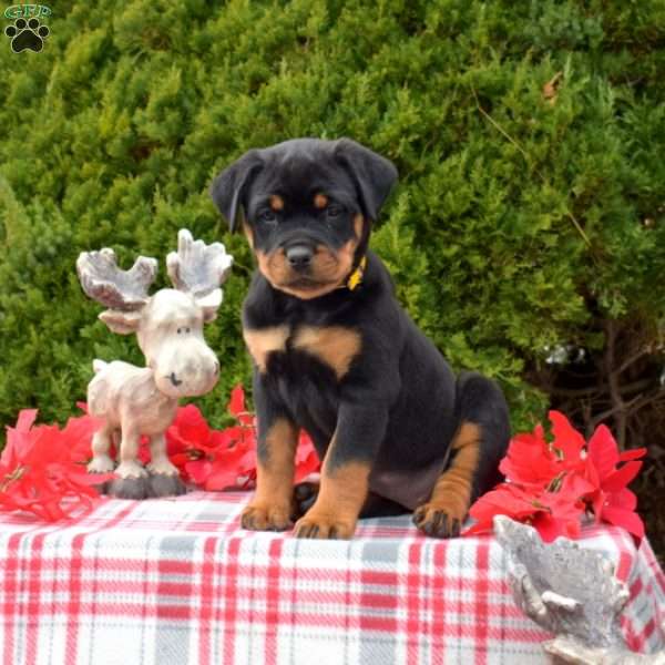 Liberty, Rottweiler Puppy