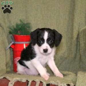 Liberty, Cavalier King Charles Mix Puppy