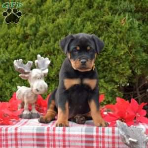 Liberty, Rottweiler Puppy