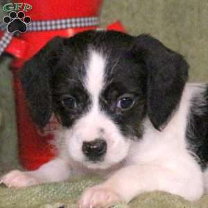 Liberty, Cavalier King Charles Mix Puppy