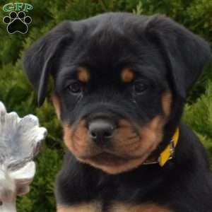 Liberty, Rottweiler Puppy