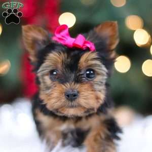 Lila, Yorkie Puppy