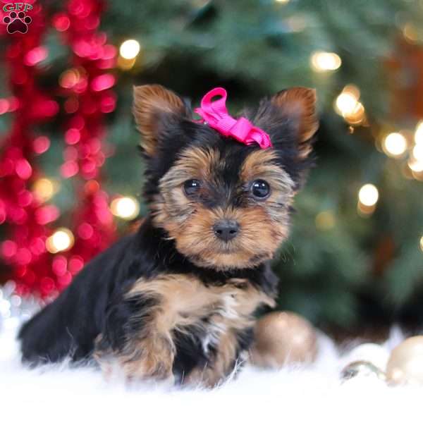 Lila, Yorkie Puppy