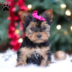 Lila, Yorkie Puppy