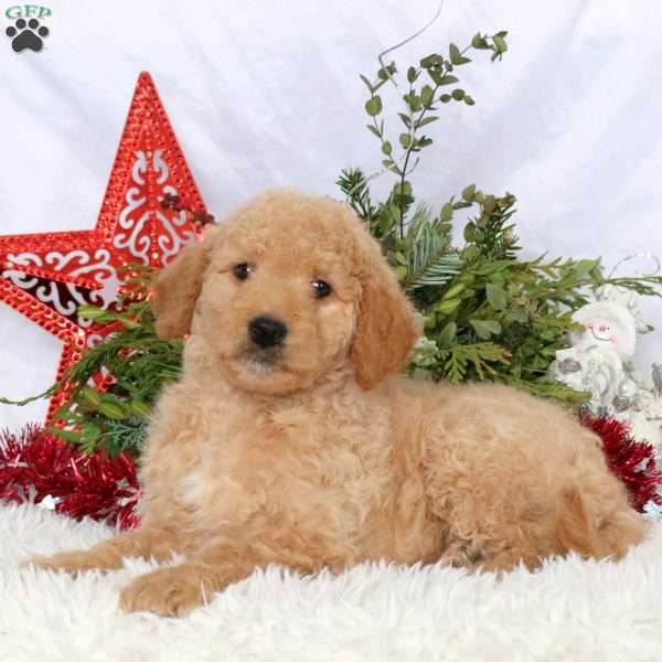 Lila, Mini Goldendoodle Puppy