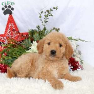 Lila, Mini Goldendoodle Puppy
