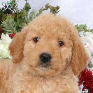 Lila, Mini Goldendoodle Puppy