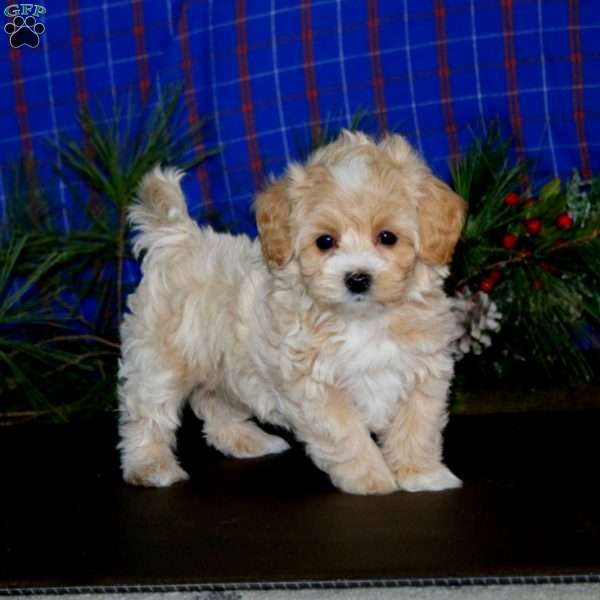 Lill, Maltipoo Puppy