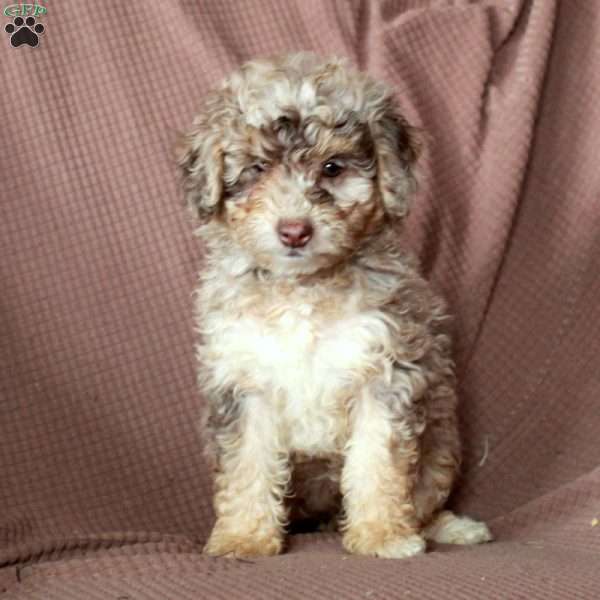 Lilly, Mini Goldendoodle Puppy