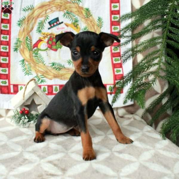 Lilly, Miniature Pinscher Puppy