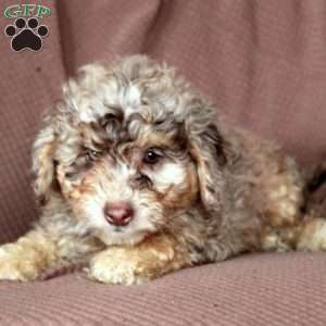 Lilly, Mini Goldendoodle Puppy