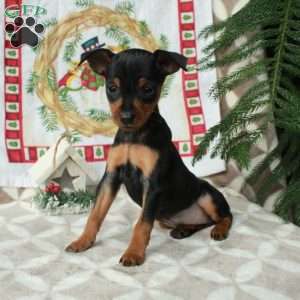 Lilly, Miniature Pinscher Puppy