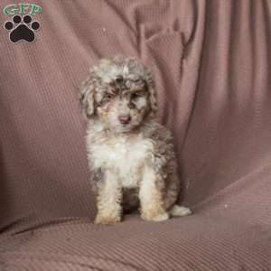 Lilly, Mini Goldendoodle Puppy