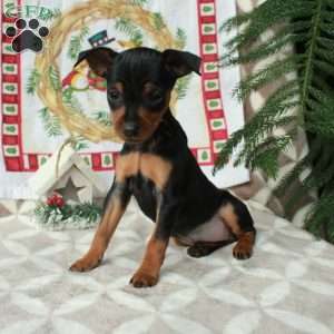 Lilly, Miniature Pinscher Puppy