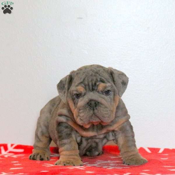 Lily, English Bulldog Puppy