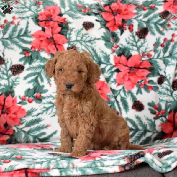 Lily, Mini Goldendoodle Puppy