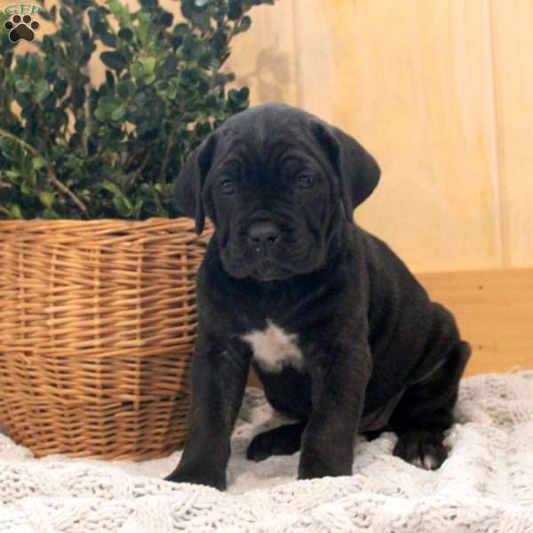 Lily, Cane Corso Puppy