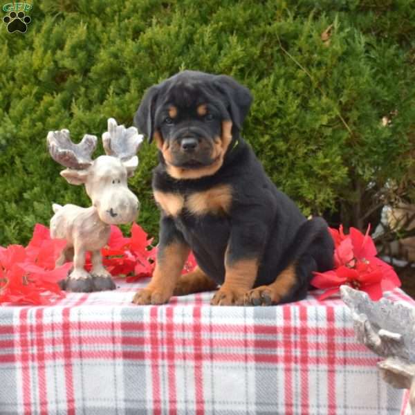 Lily, Rottweiler Puppy