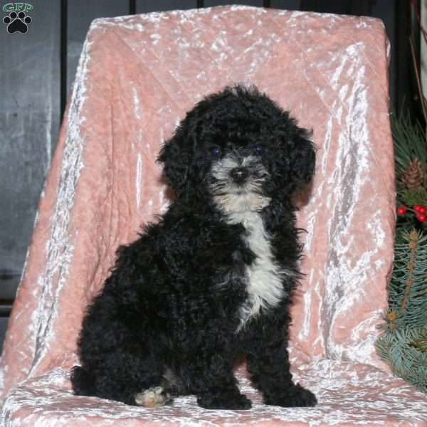 Lily, Miniature Poodle Puppy