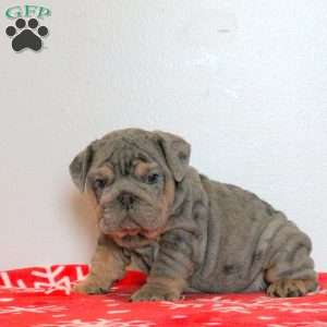 Lily, English Bulldog Puppy