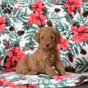Lily, Mini Goldendoodle Puppy