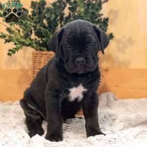 Lily, Cane Corso Puppy