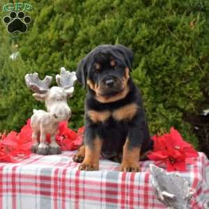 Lily, Rottweiler Puppy