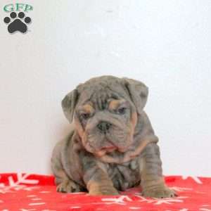 Lily, English Bulldog Puppy