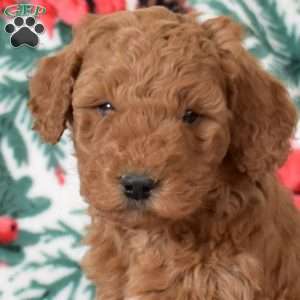 Lily, Mini Goldendoodle Puppy