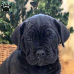 Lily, Cane Corso Puppy